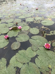 Nymphaea rubra