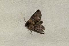 Abrostola tripartita
