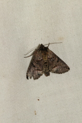 Abrostola tripartita