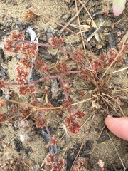 Chorizanthe cuspidata