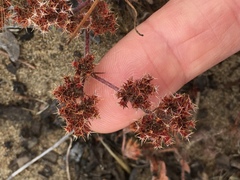 Chorizanthe cuspidata