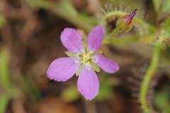 Drosera indica