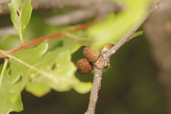 Disholcaspis perniciosa