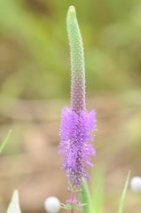 Pogostemon deccanensis