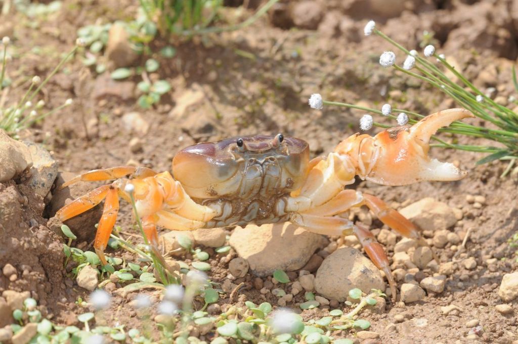 Gecarcinucus jacquemontii