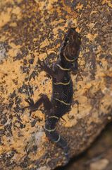 Cyrtodactylus deccanensis