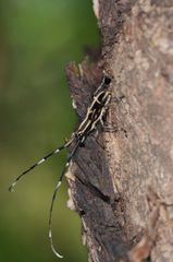 Xenocerus rectilineatus