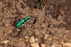 Cicindela whithillii