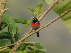 Cinnyris chloropygius