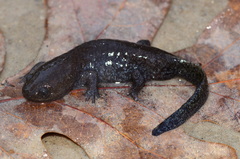 Ambystoma talpoideum