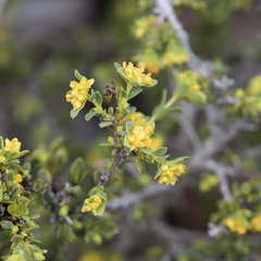 Pimelea serpyllifolia serpyllifolia