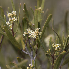 Geijera linearifolia