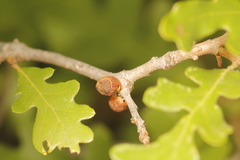 Disholcaspis perniciosa