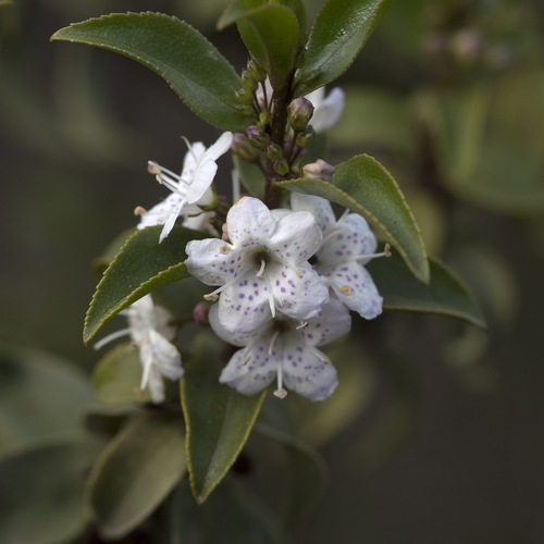 Myoporum viscosum, photograph 1