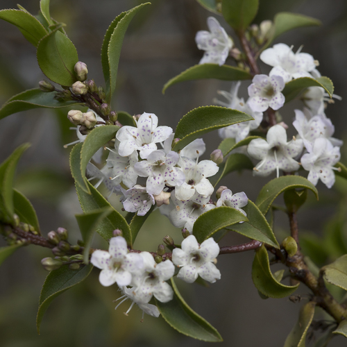 Myoporum viscosum, photograph 2