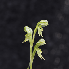 Pterostylis chlorogramma