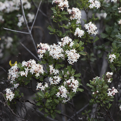 Pomaderris obcordata