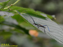 Chloridolum taiwanum