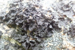 Umbilicaria torrefacta