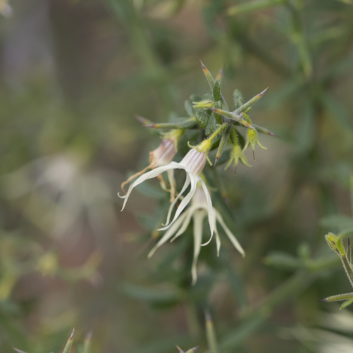 Anthocercis anisantha (Anthocercis anisantha)
