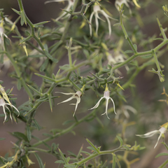 Anthocercis anisantha