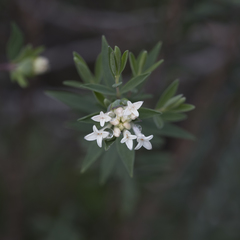 Pimelea stricta