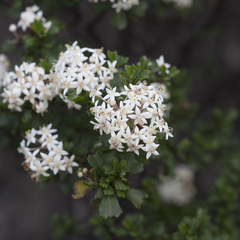 Pomaderris obcordata