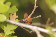 Disholcaspis perniciosa