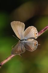 Euchrysops cnejus cnejus