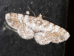 Myrioblephara pingasoides