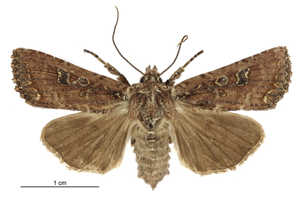 Ichneutica morosa