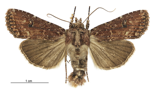 Ichneutica morosa photo 3