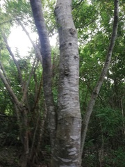 Hippomane mancinella