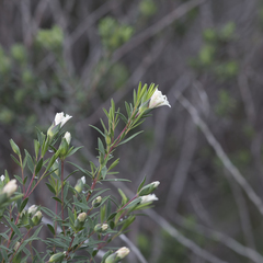 Pimelea stricta