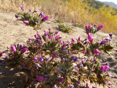Navarretia