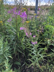 Chamaenerion angustifolium