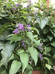 Solanum dulcamara