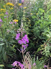 Chamaenerion angustifolium