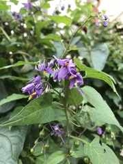 Solanum dulcamara