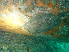 Zeugopterus punctatus