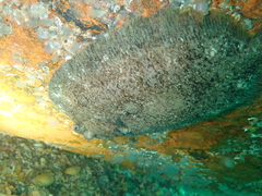 Zeugopterus punctatus