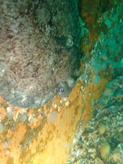 Zeugopterus punctatus