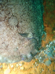 Zeugopterus punctatus