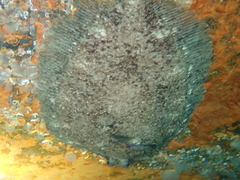 Zeugopterus punctatus