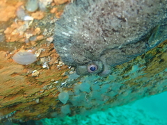 Zeugopterus punctatus