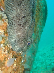 Zeugopterus punctatus