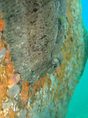 Zeugopterus punctatus