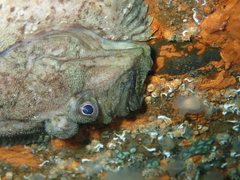 Zeugopterus punctatus