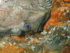 Zeugopterus punctatus