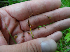 Luzula acuminata acuminata